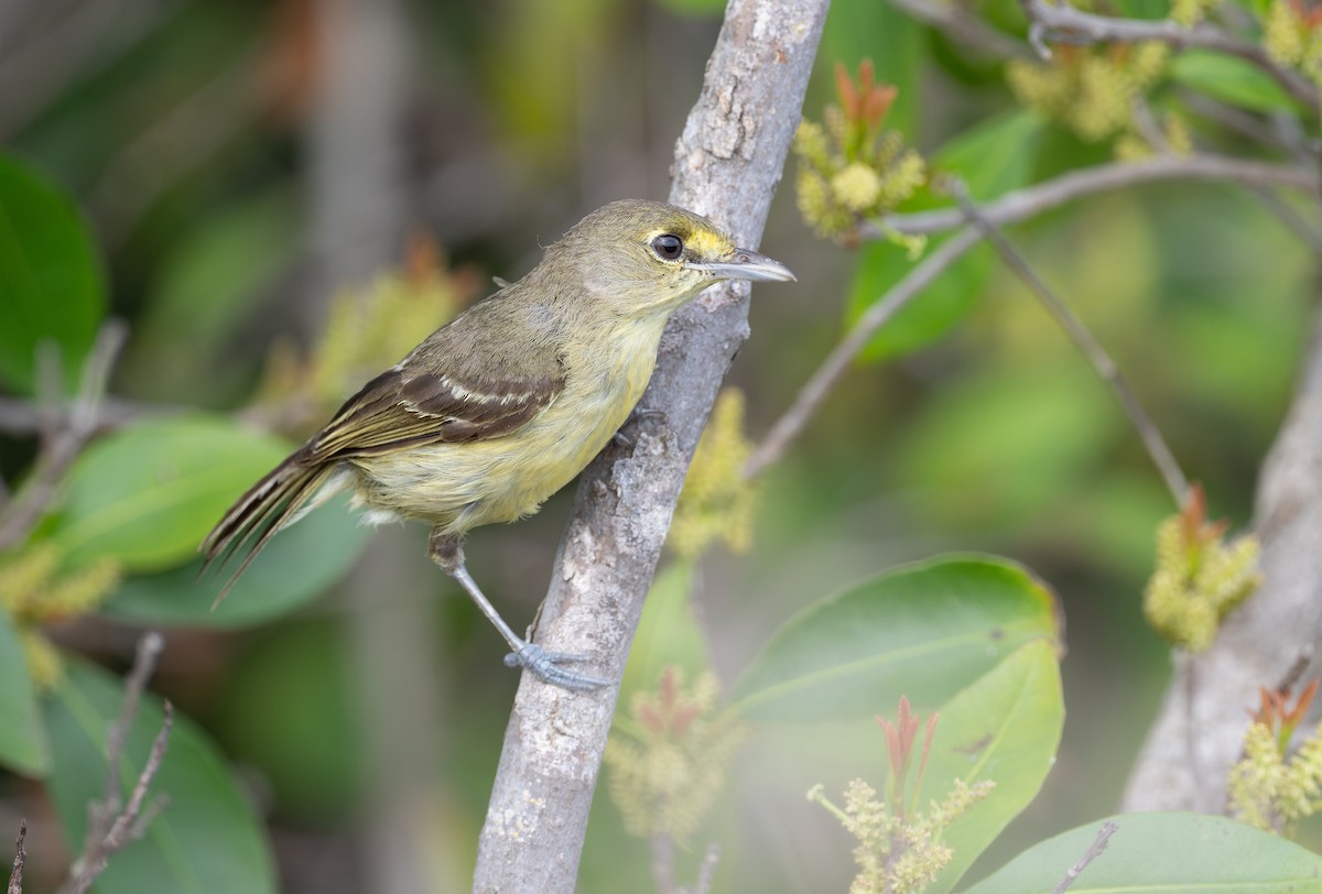 Thick-billed Vireo - ML620721207