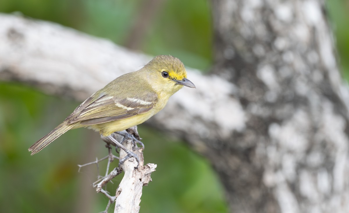 Thick-billed Vireo - ML620721208