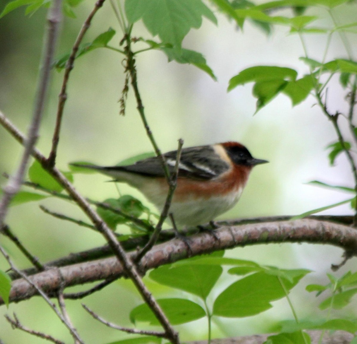 Bay-breasted Warbler - ML620721209