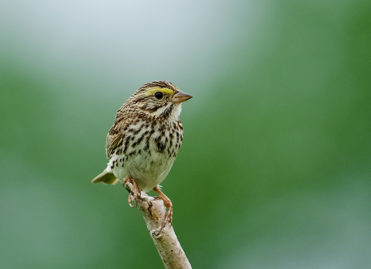 Savannah Sparrow - ML620721215