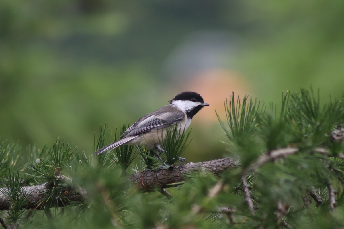 Black-capped Chickadee - ML620721217