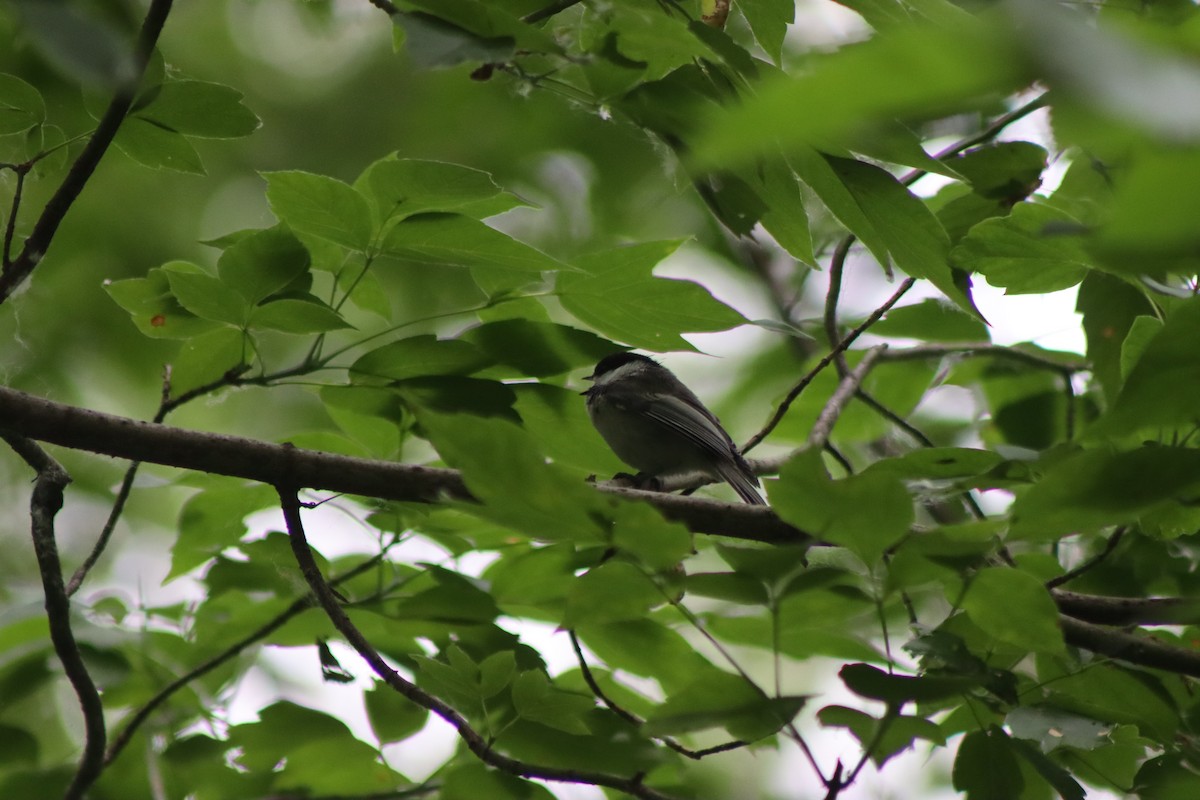 Black-capped Chickadee - ML620721218