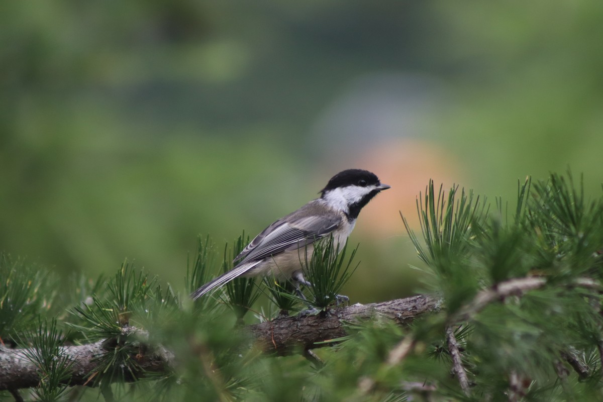 Black-capped Chickadee - ML620721219