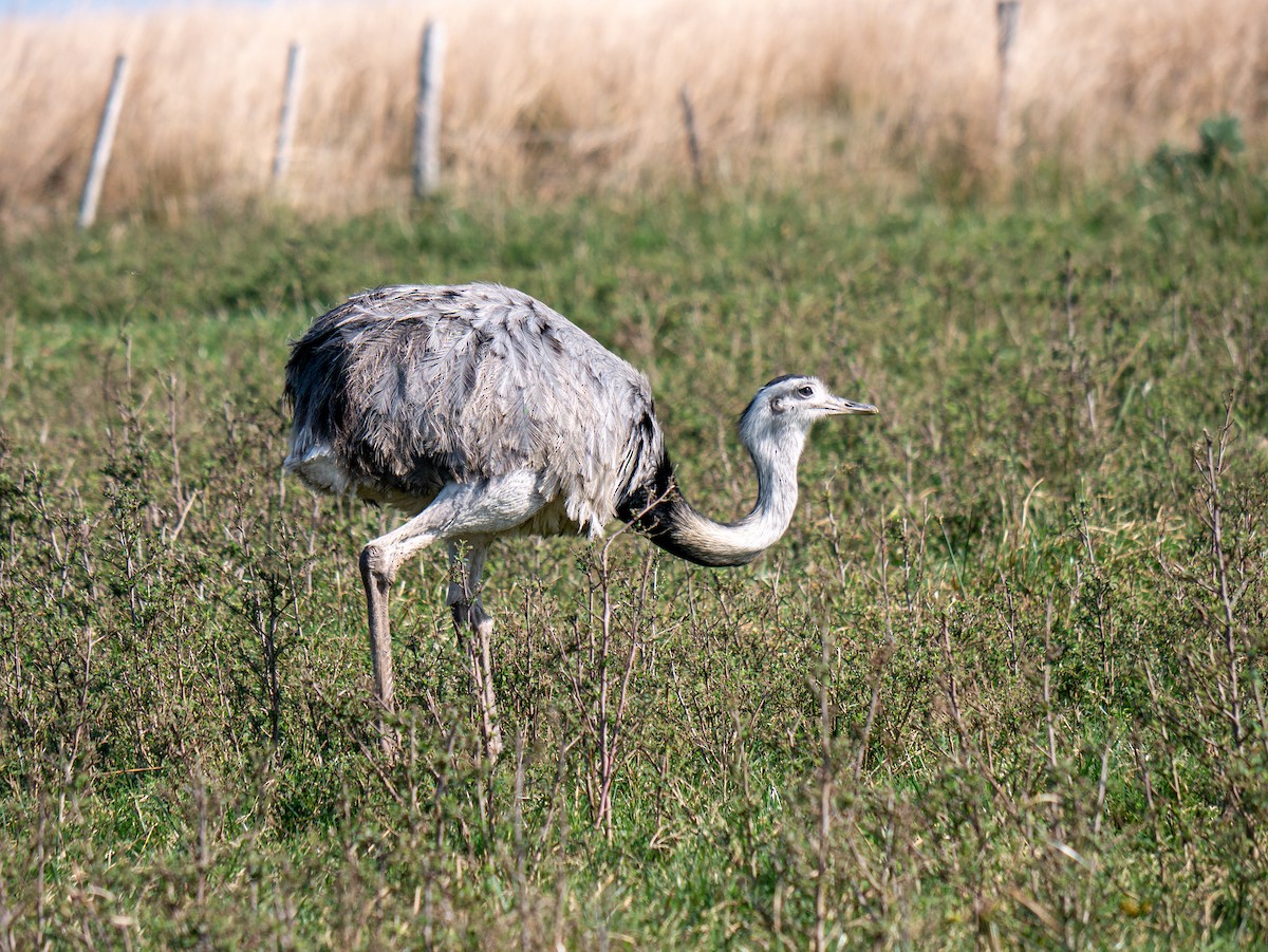 Greater Rhea - Diego Kondratzky