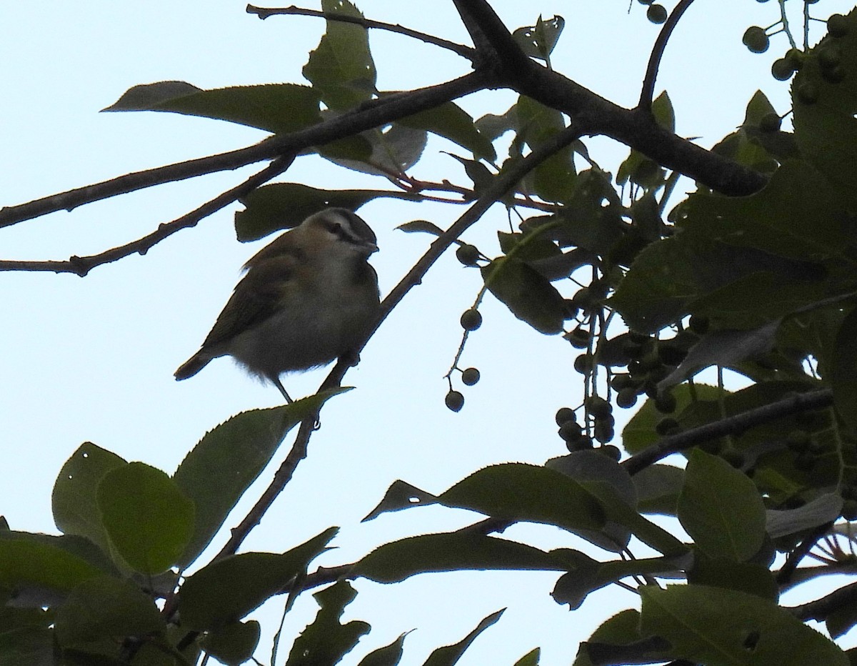 Kızıl Gözlü Vireo - ML620721224