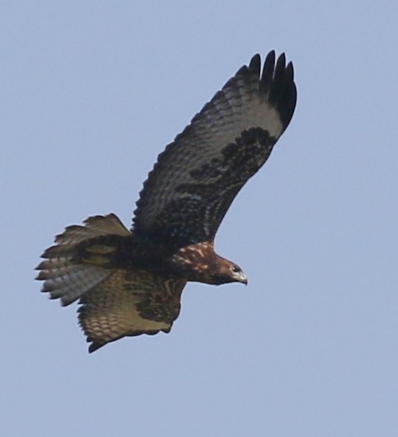 Red-tailed Hawk (calurus/alascensis) - Debby Parker