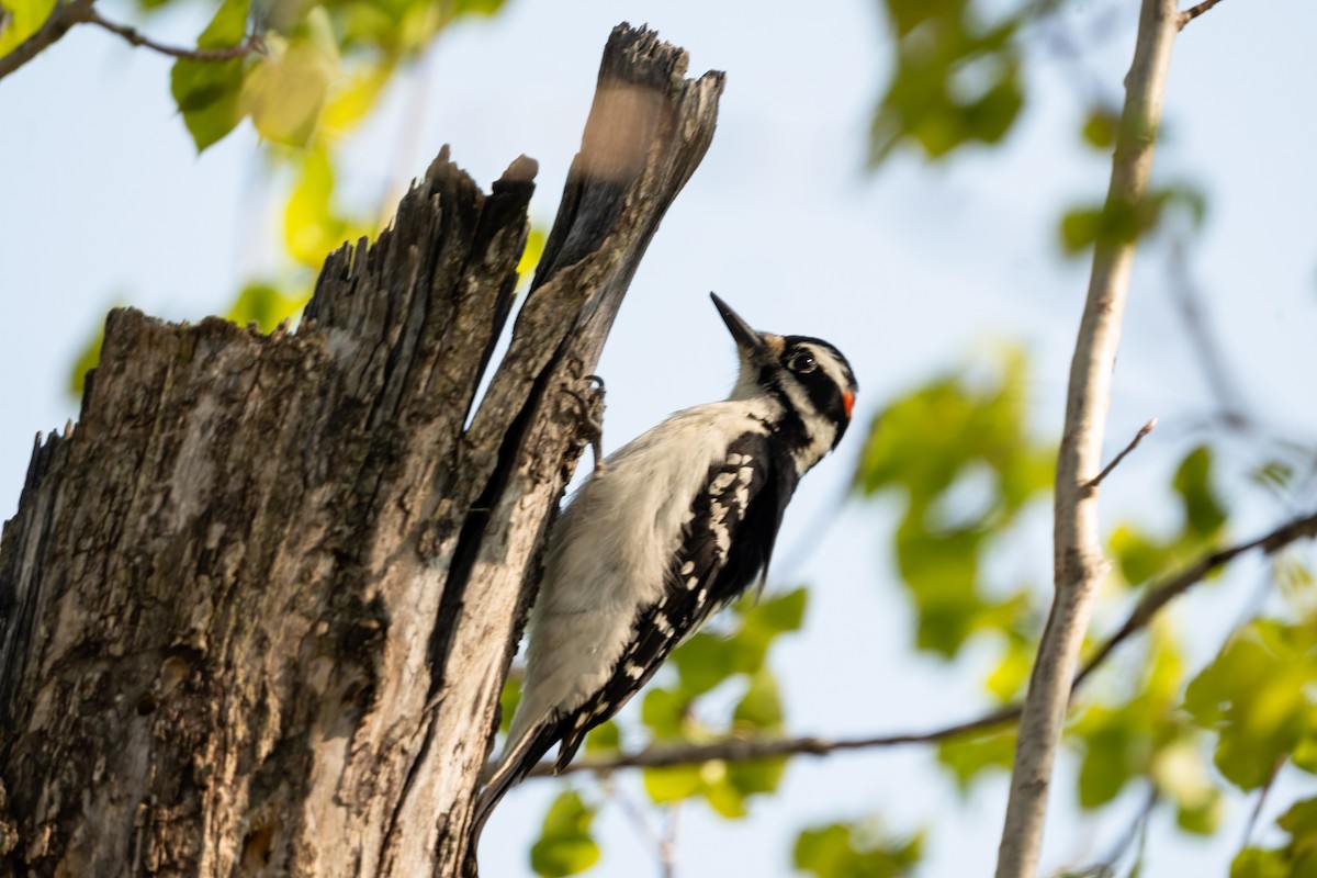 Hairy Woodpecker - ML620721233