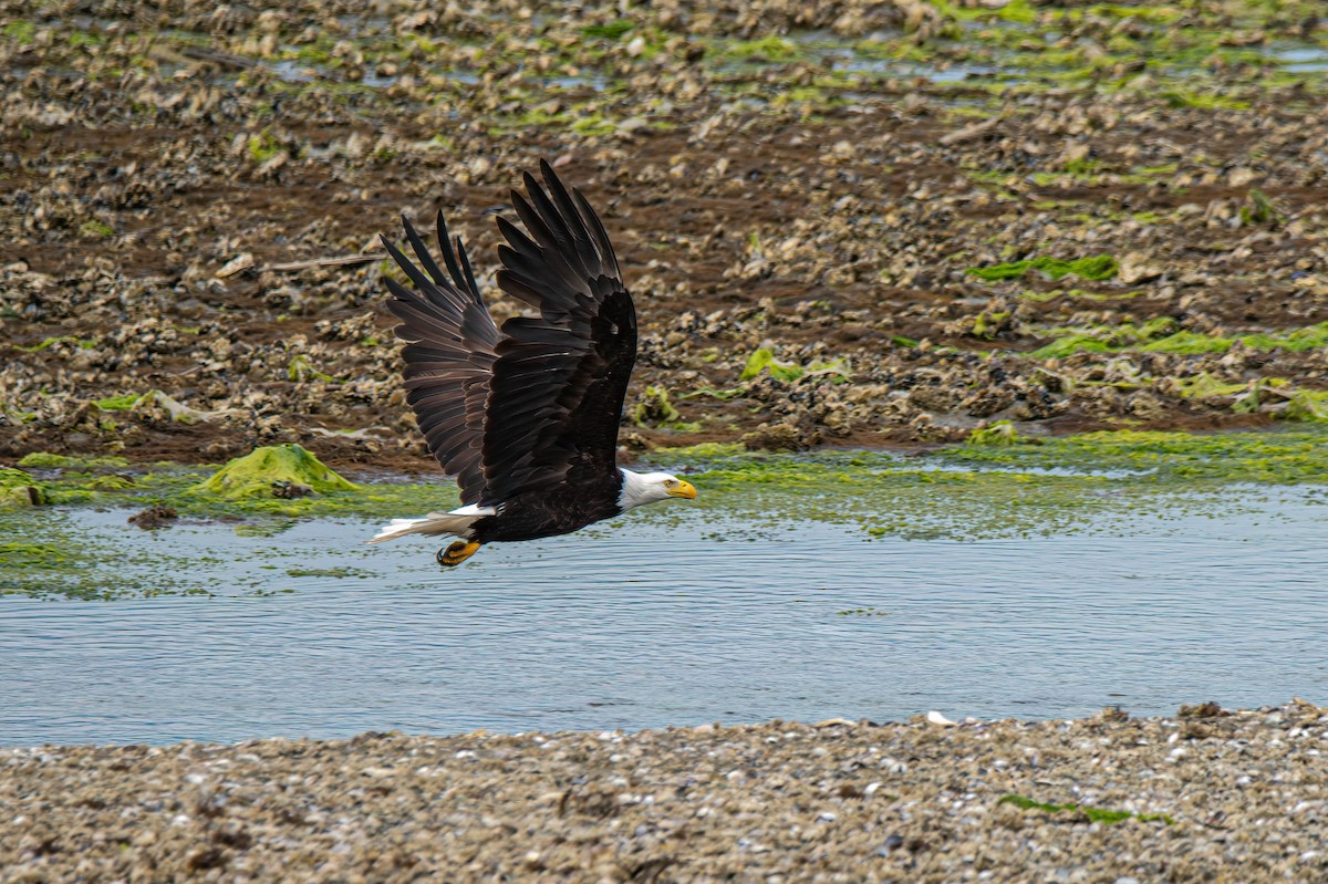 Bald Eagle - ML620721235