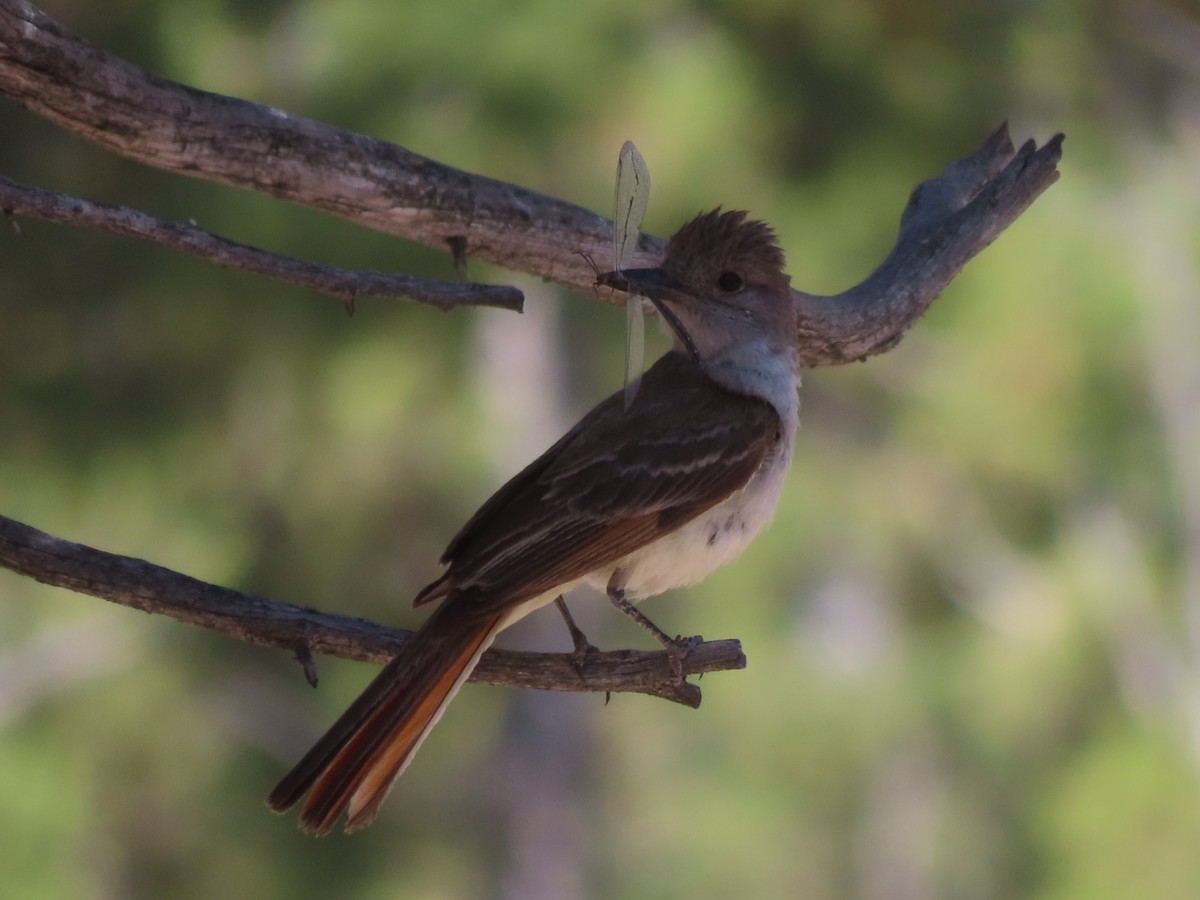 Ash-throated Flycatcher - ML620721236