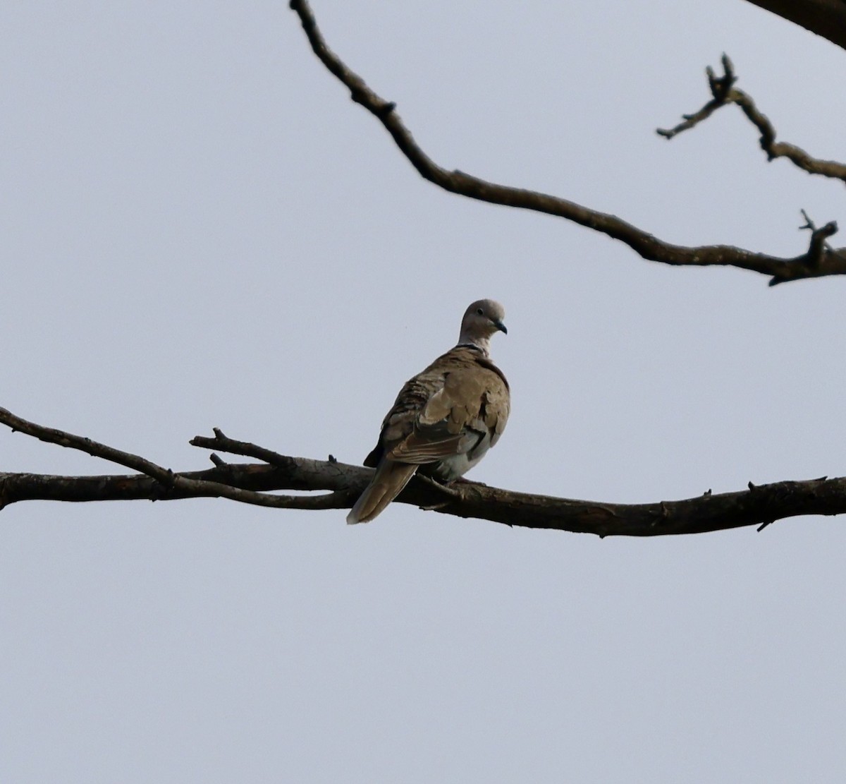 Eurasian Collared-Dove - ML620721238