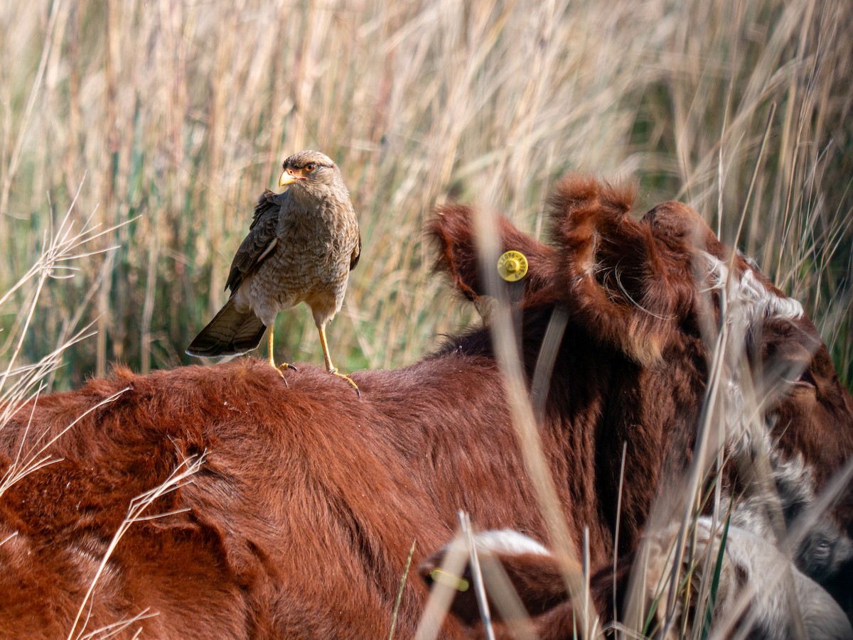 Caracara Chimango - ML620721239