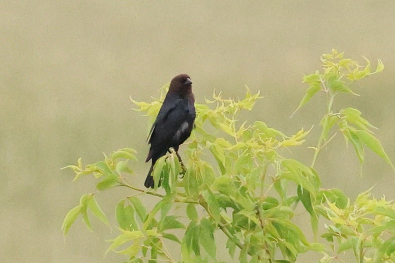 Brown-headed Cowbird - ML620721240