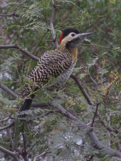 Green-barred Woodpecker - ML620721243
