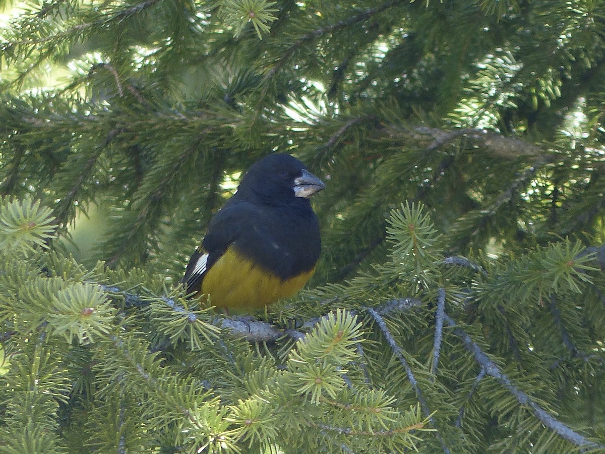 White-winged Grosbeak - ML620721244