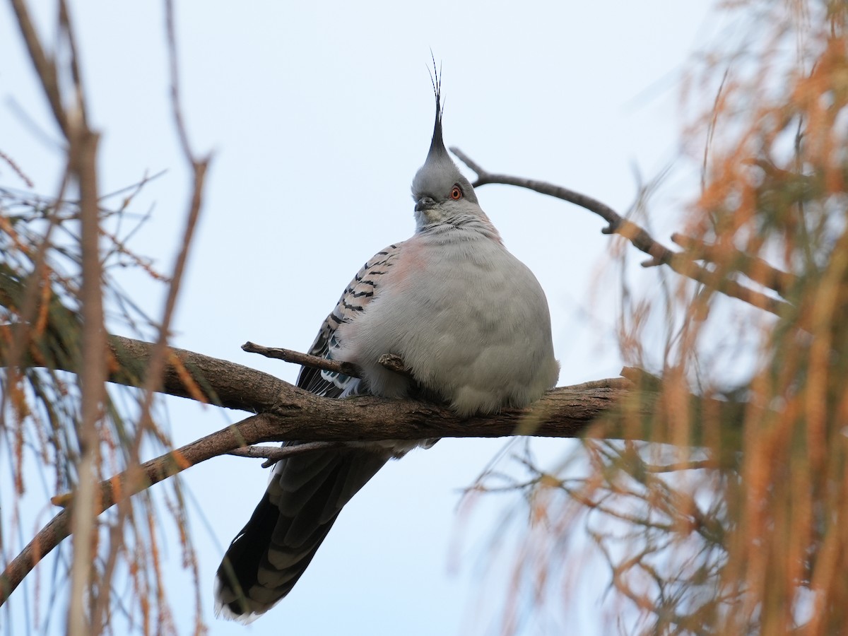 Crested Pigeon - ML620721248