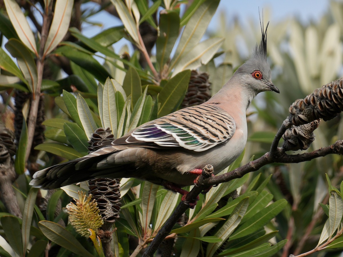 Crested Pigeon - ML620721249