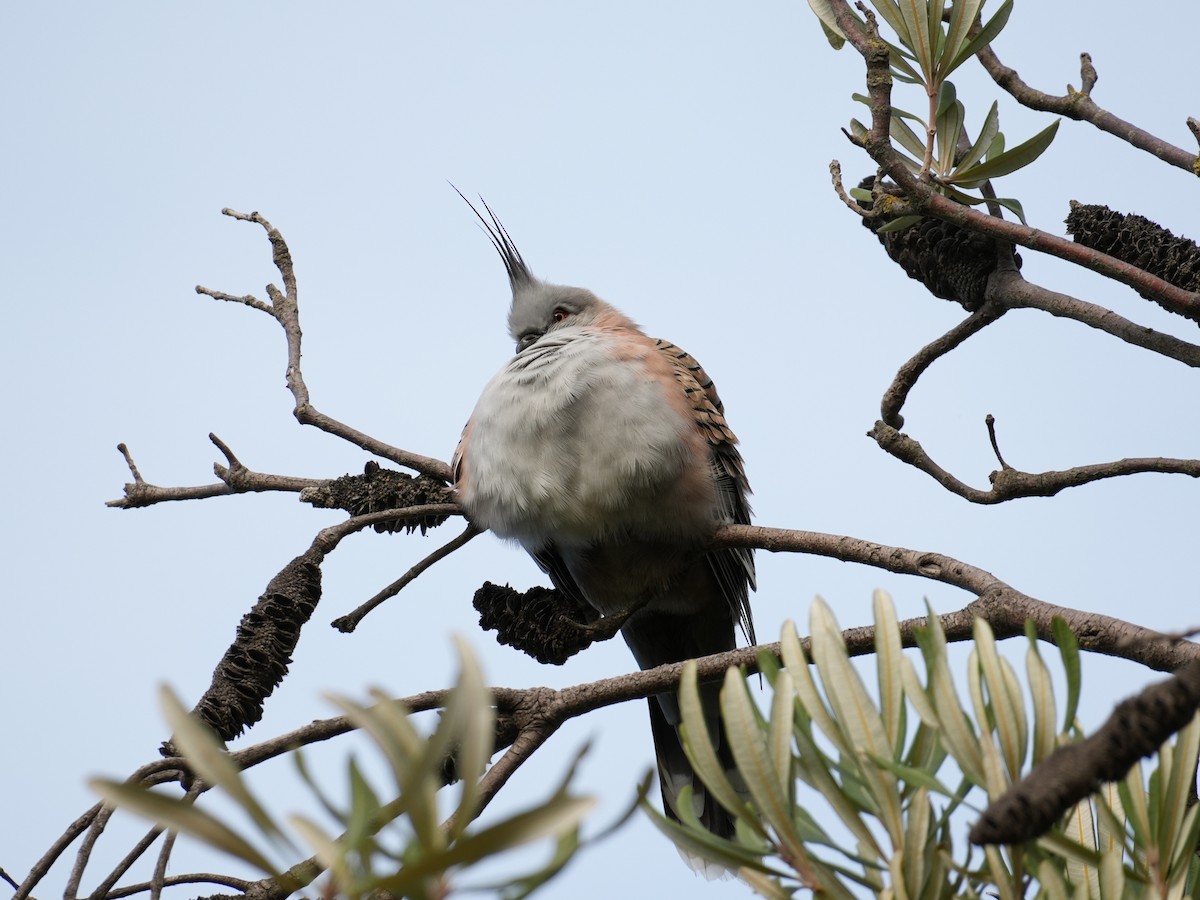 Crested Pigeon - ML620721250
