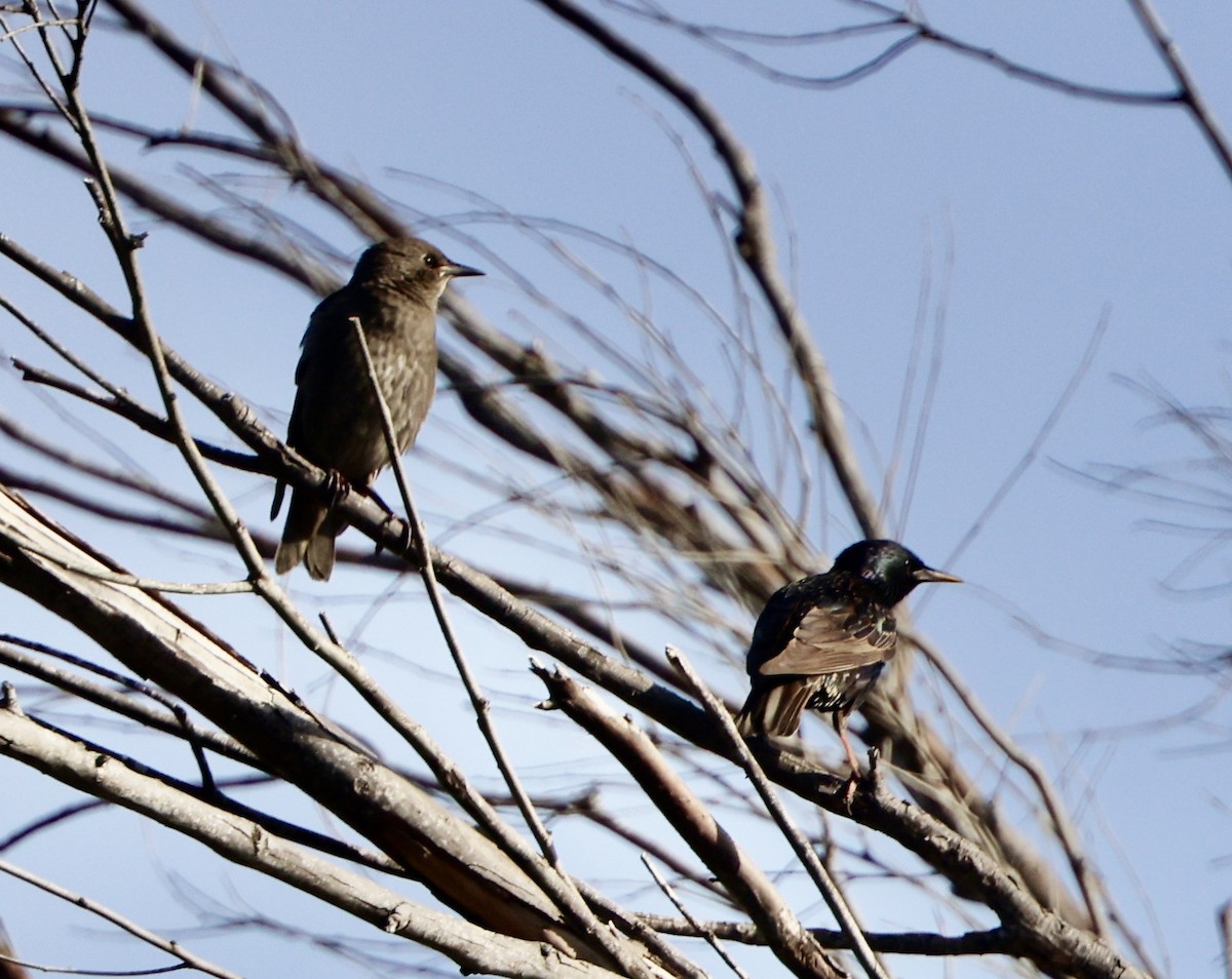 European Starling - ML620721251