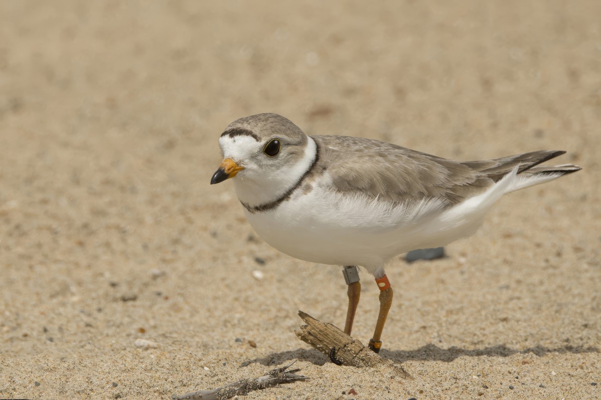 Piping Plover - ML620721252