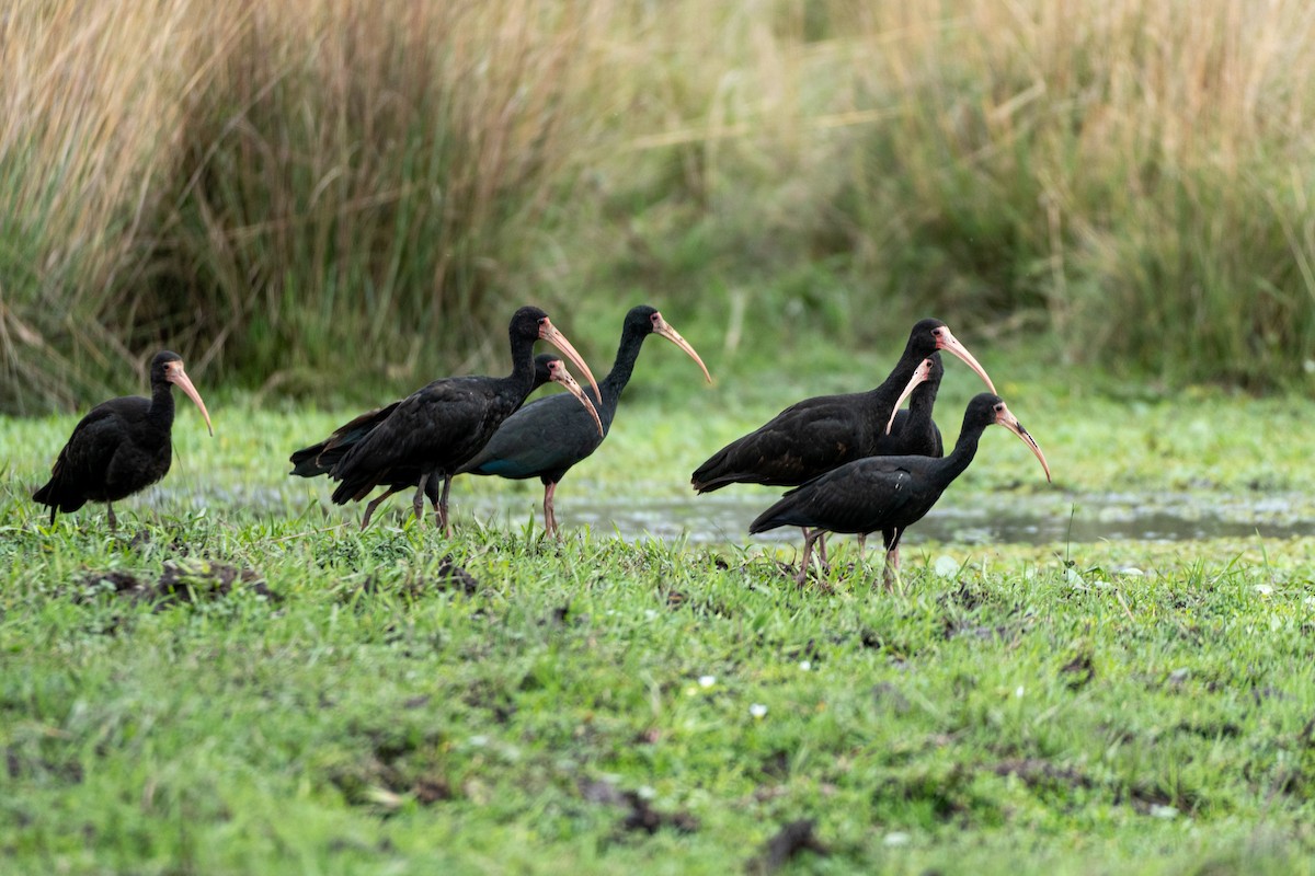 Bare-faced Ibis - ML620721253