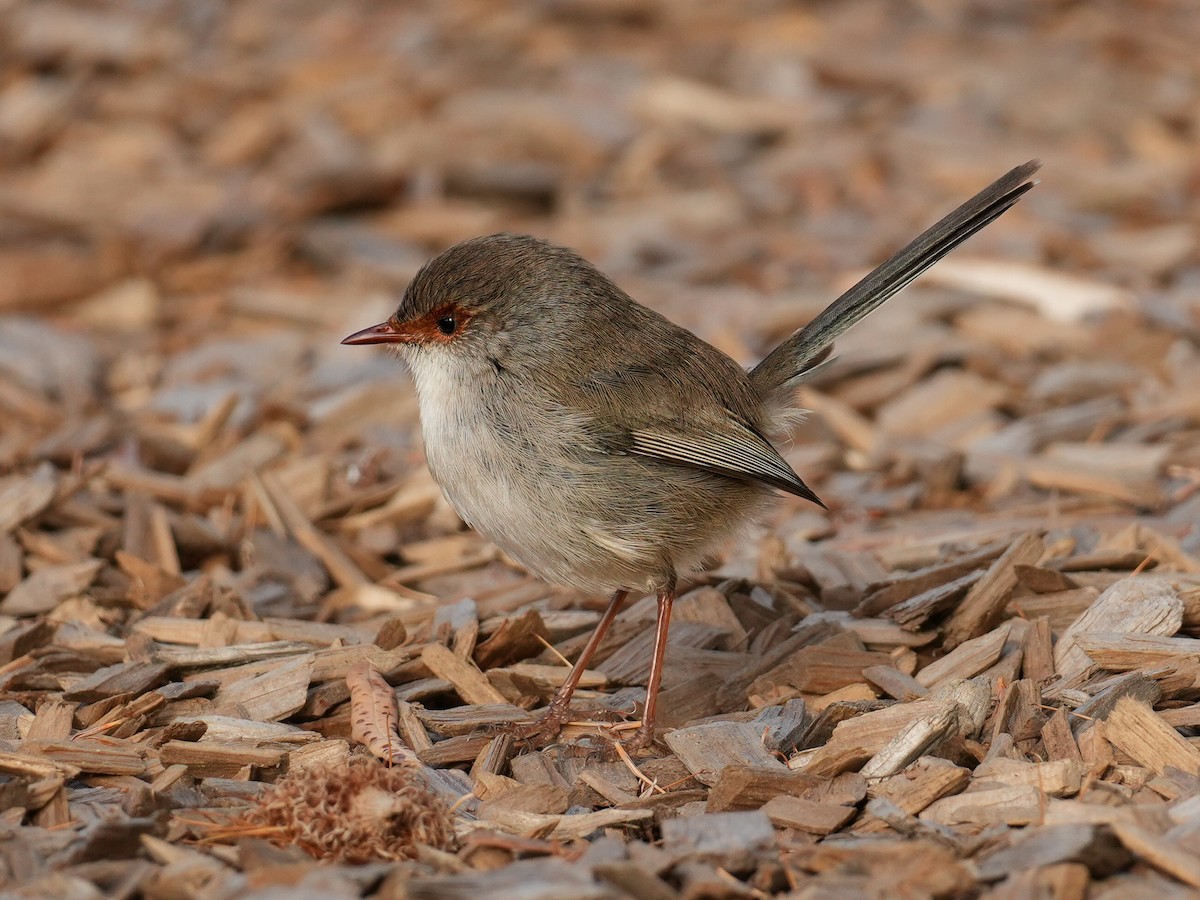 Superb Fairywren - ML620721254