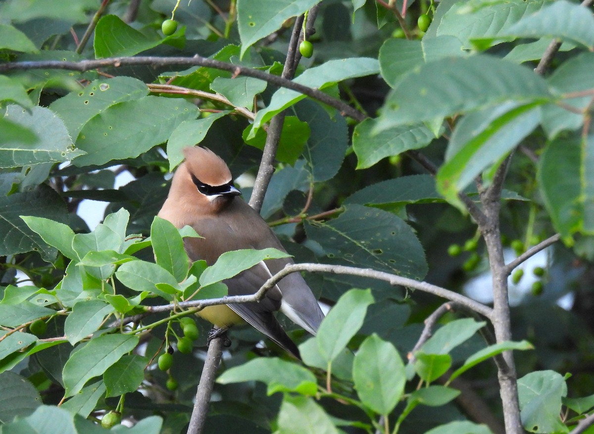 Cedar Waxwing - ML620721256