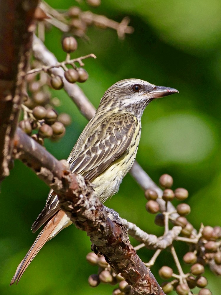 Sulphur-bellied Flycatcher - ML620721259