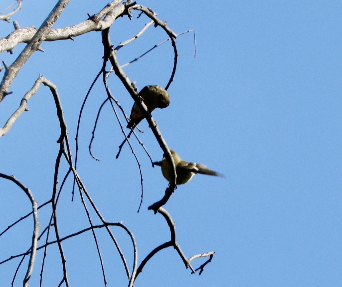 Lesser Goldfinch - ML620721261