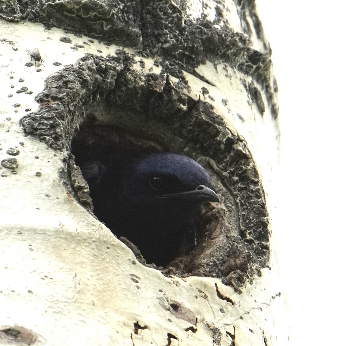 Purple Martin - ML620721262