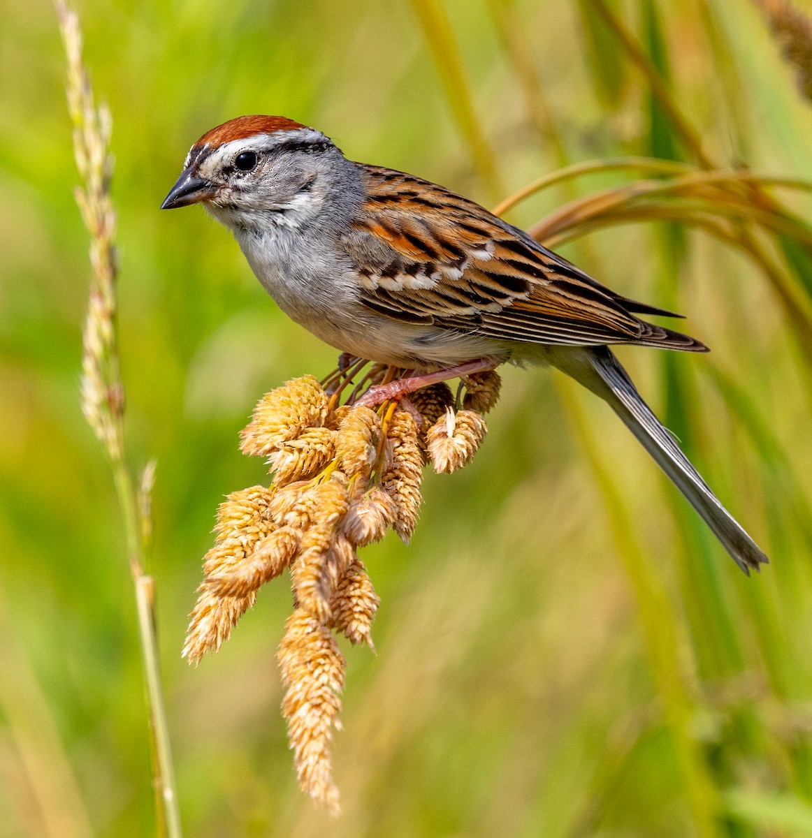 Chipping Sparrow - ML620721271