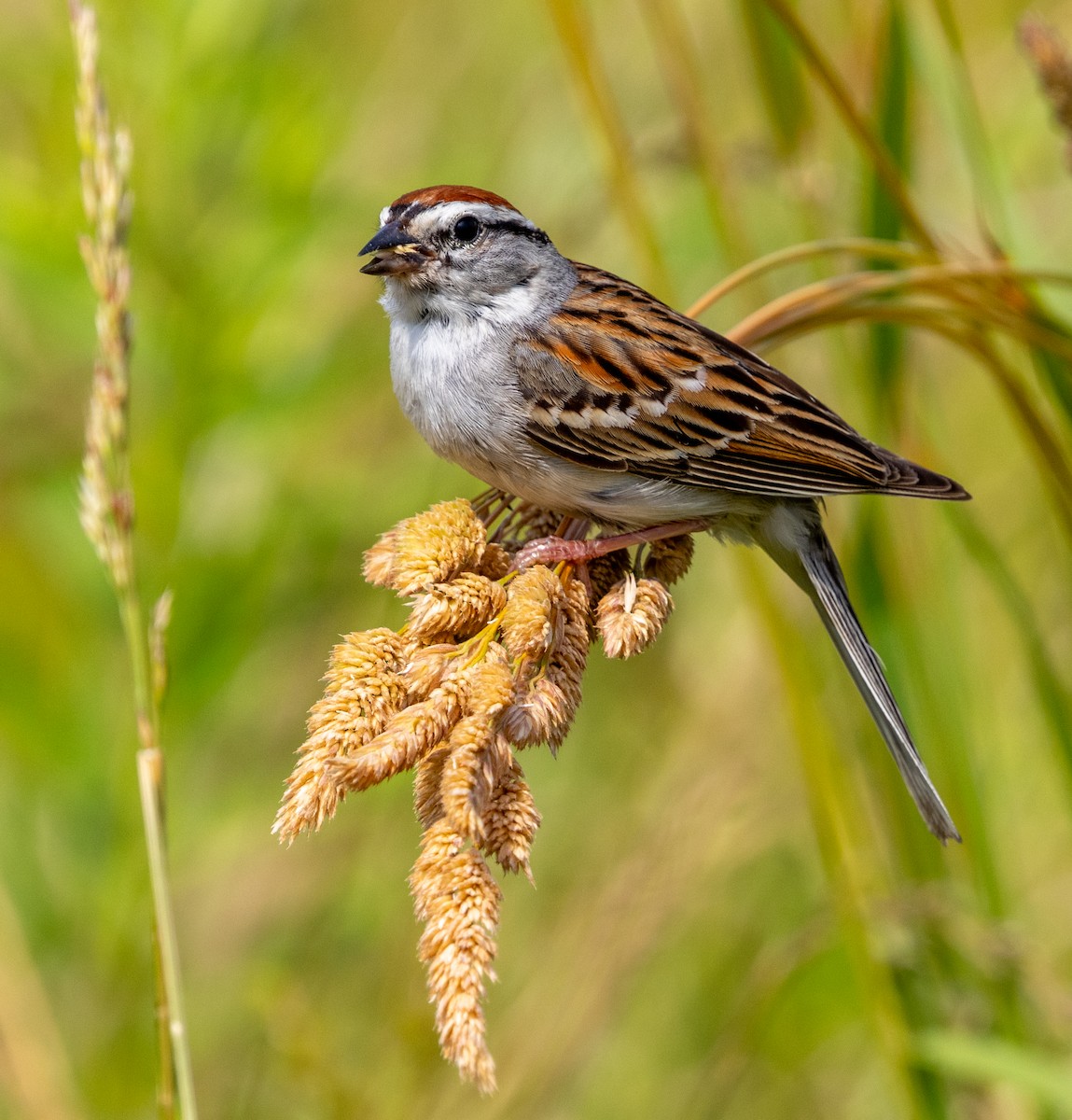 Chipping Sparrow - ML620721272