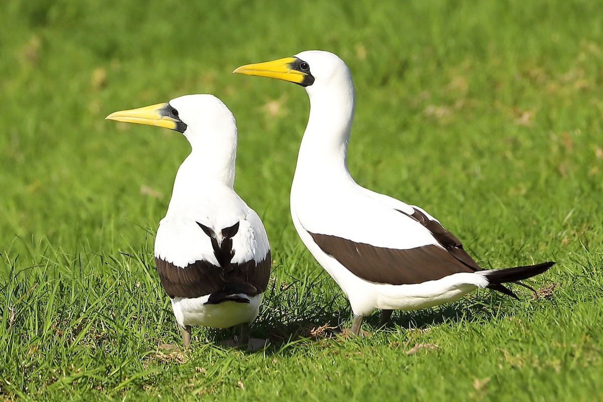 藍臉鰹鳥 - ML620721273