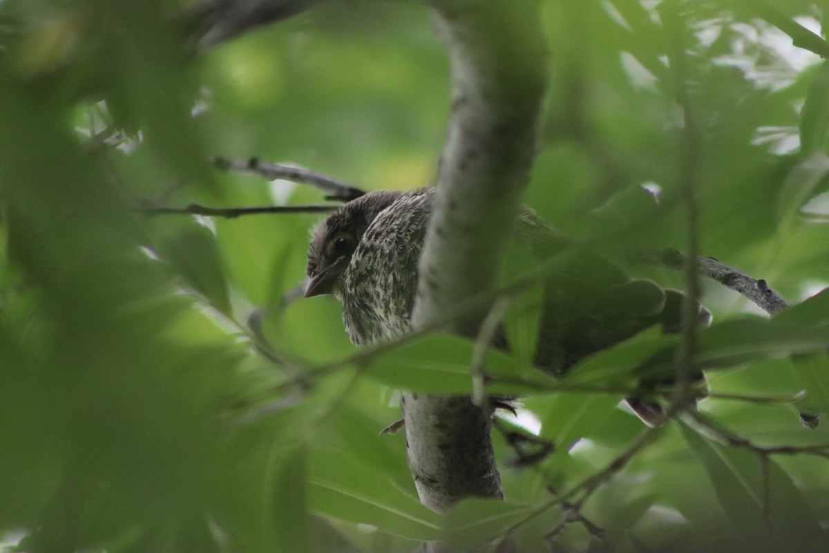 Red-winged Blackbird - ML620721276