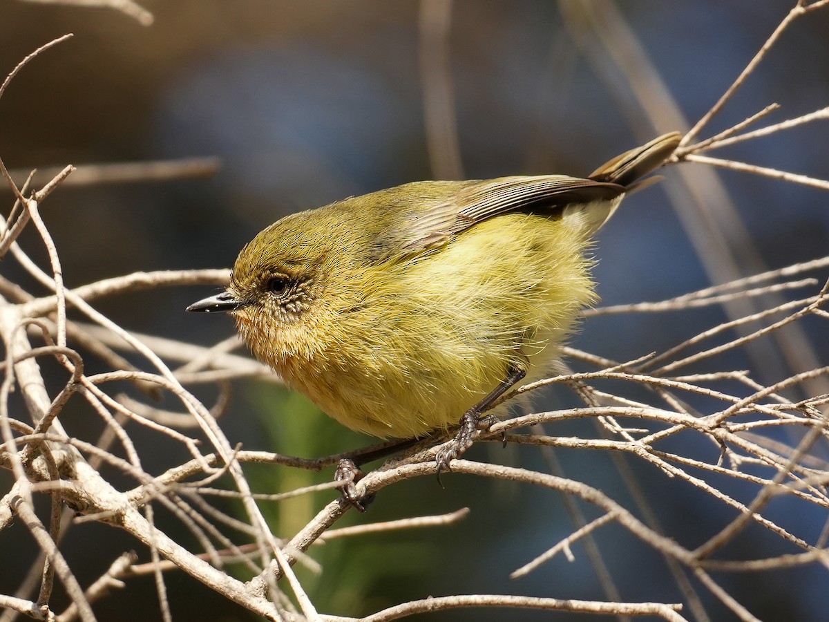 Yellow Thornbill - ML620721286