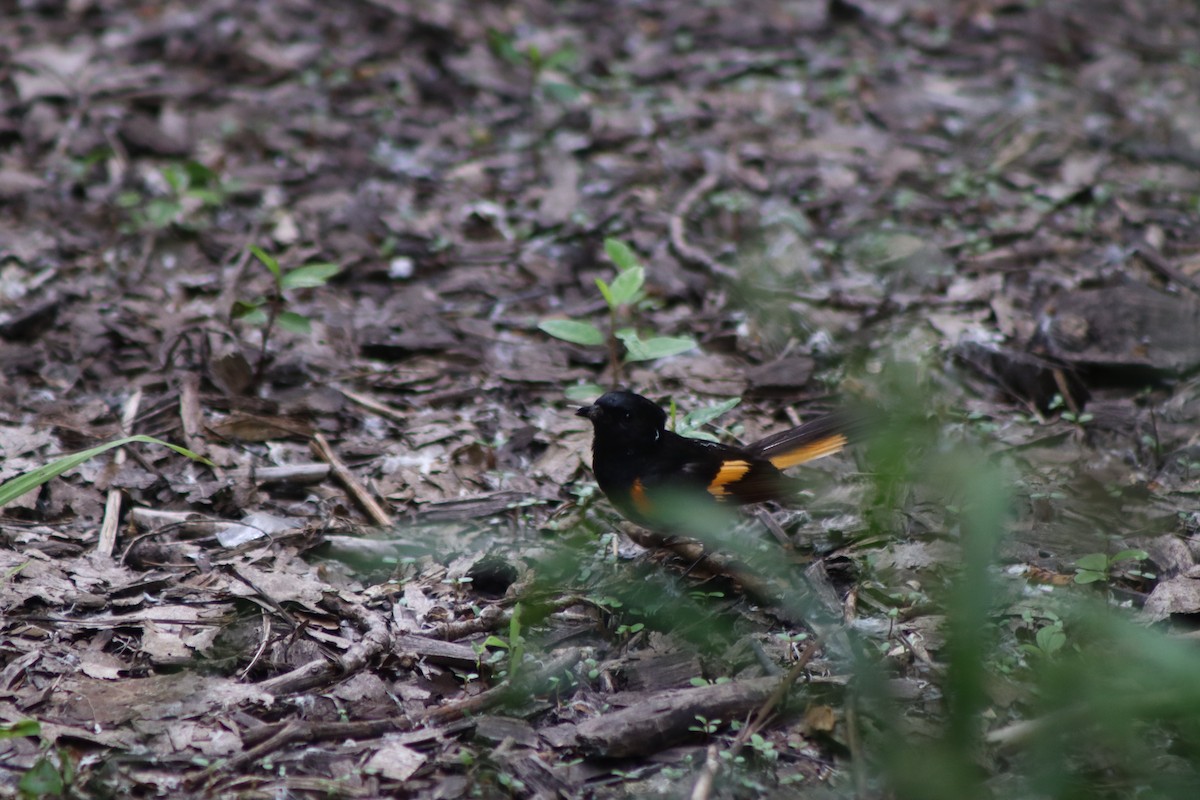 American Redstart - Cory Ruchlin