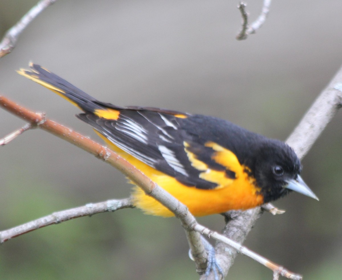 Baltimore Oriole - ML620721291