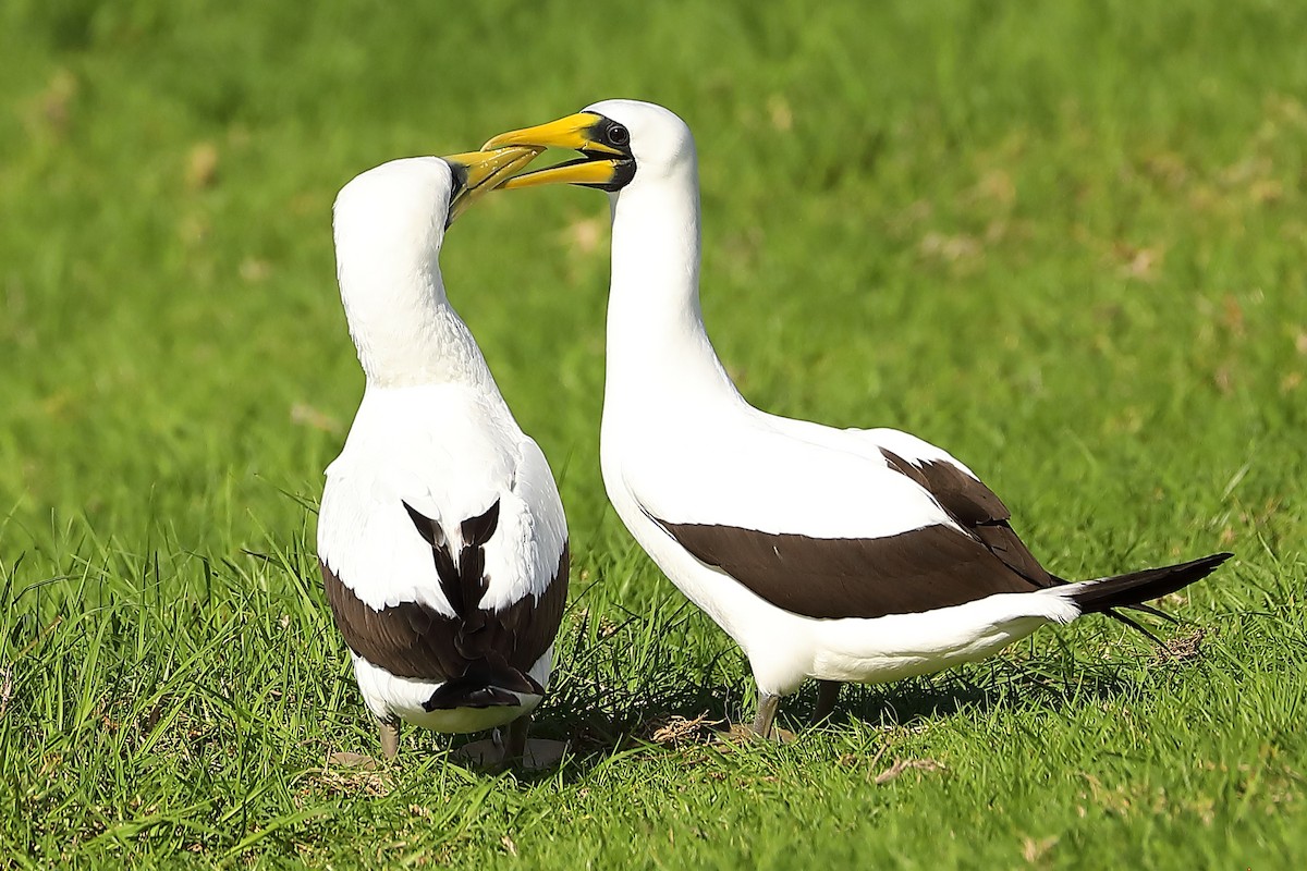 藍臉鰹鳥 - ML620721295