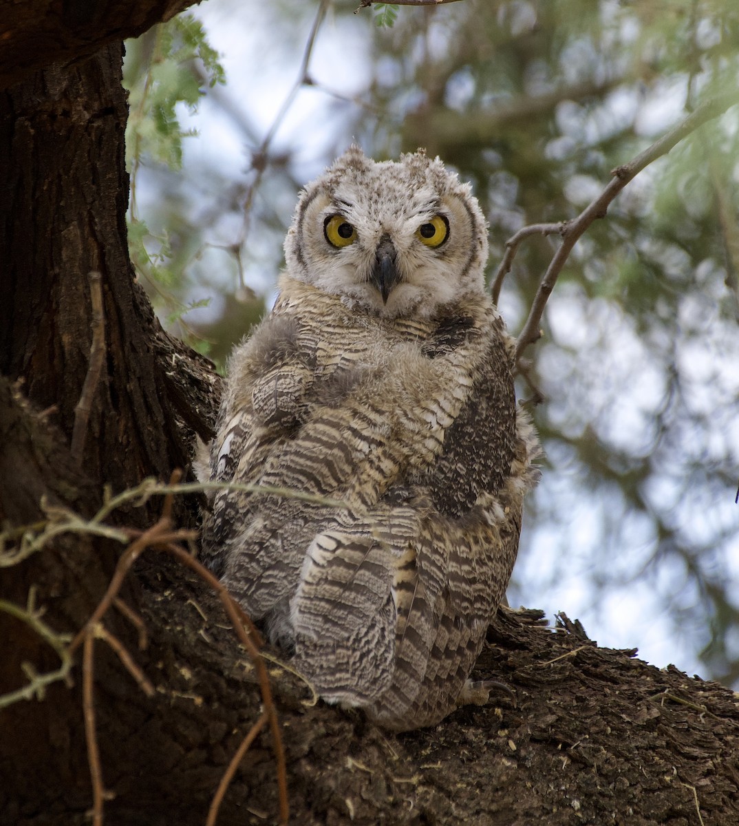 Great Horned Owl - ML620721296