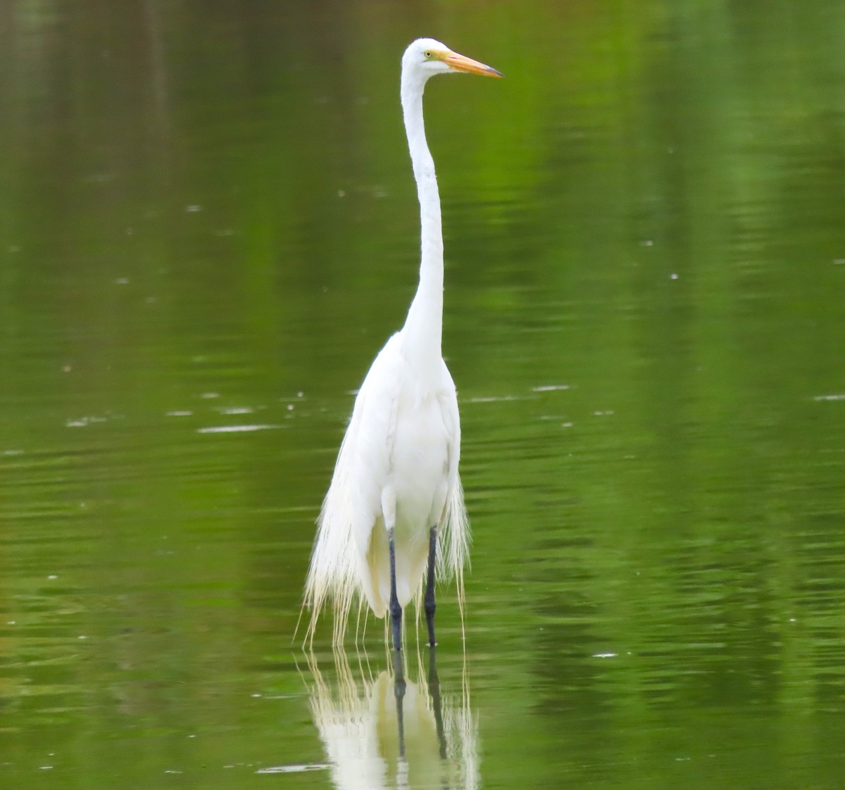 Great Egret - ML620721297