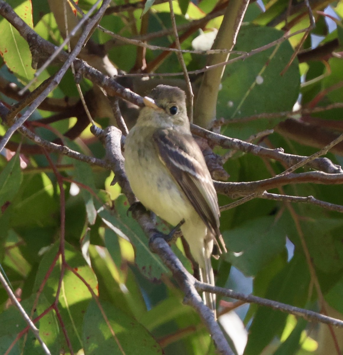 Western Flycatcher - ML620721299