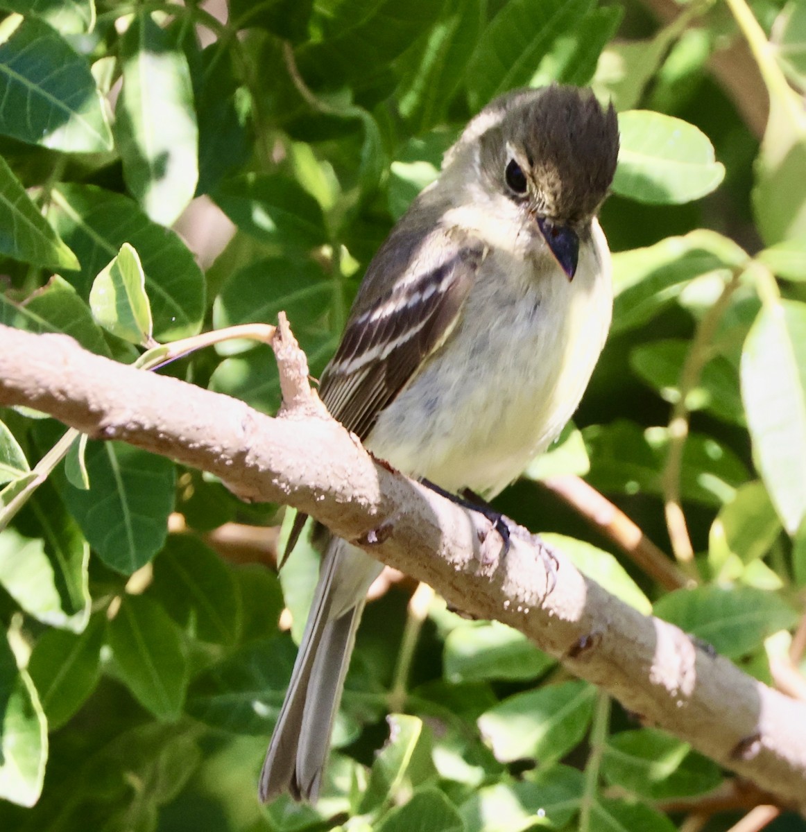 Western Flycatcher - ML620721300