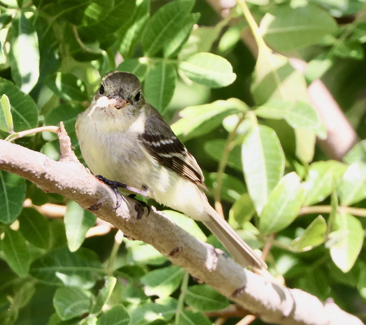 Western Flycatcher - ML620721303