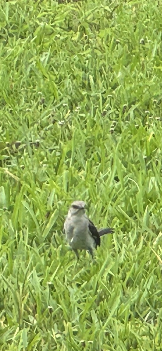 Northern Mockingbird - ML620721309