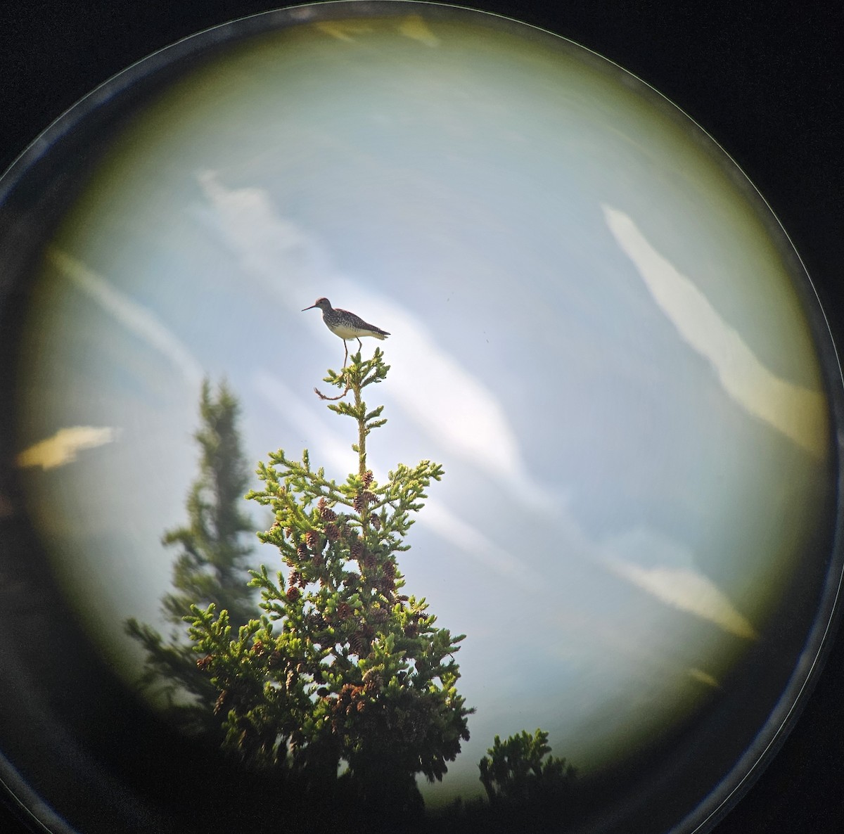 Lesser Yellowlegs - ML620721312