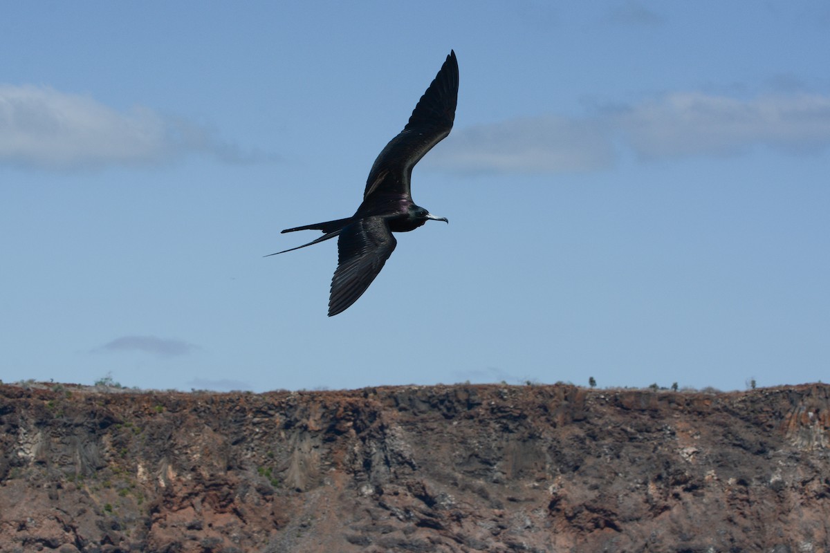 Magnificent Frigatebird - ML620721313