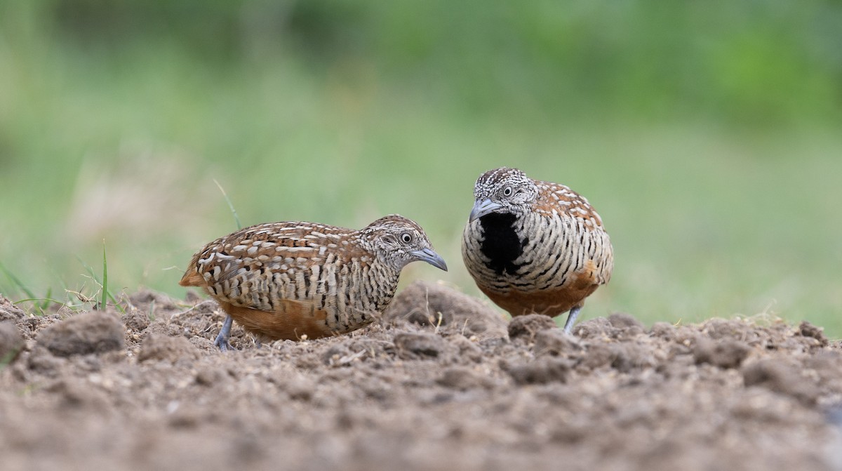 Barred Buttonquail - ML620721316