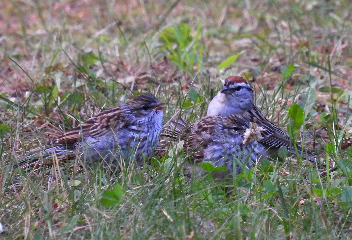 Chipping Sparrow - ML620721319
