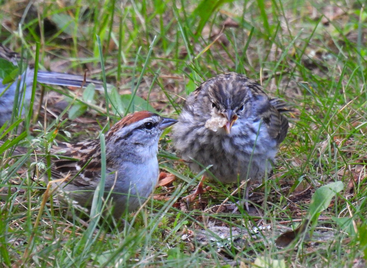 Chipping Sparrow - ML620721320