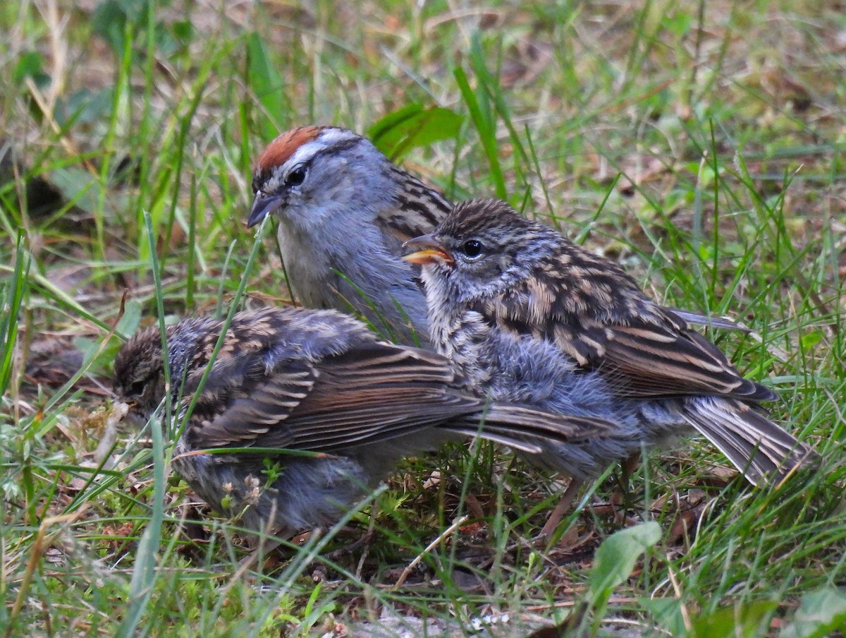 Chipping Sparrow - Corvus 𓄿