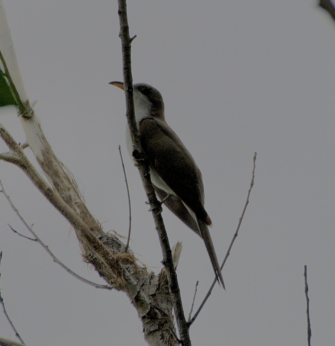 Yellow-billed Cuckoo - Tim DeJonghe